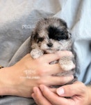 부산강아지분양 유독