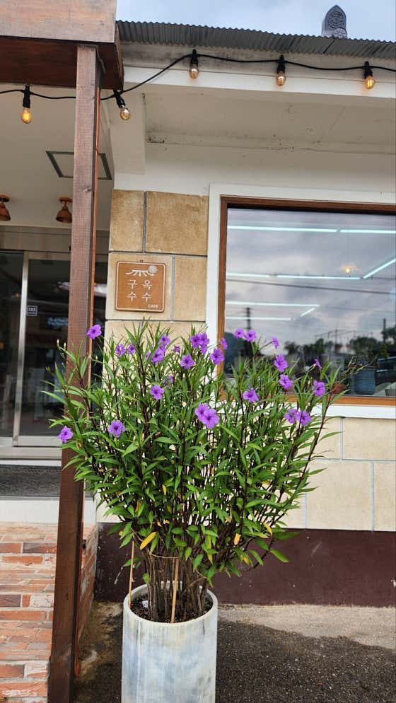 카페 구옥수수 사진