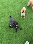오마이멍멍 강아지유치원&호텔