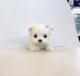 미유펫 강아지분양 고양이분양 김포점