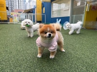 털로덮인친구들 커먼그라운드점
