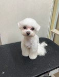 별이알이 댕댕샵