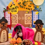 댕스럽개 애견유치원&애견호텔