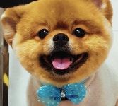 애견이야기
