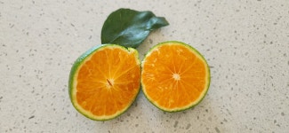 랑이준이네농장