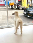 프리펫살롱