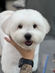 웨스트민스터포항애견미용학원