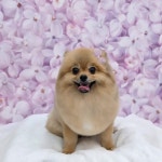 하이멍 애견미용실&애견호텔