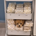 하이멍 애견미용실&애견호텔