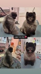 그루머엔제이