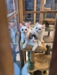 오즈캣 DMC점 마포은평