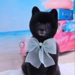 하이멍 애견미용실&애견호텔