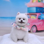 하이멍 애견미용실&애견호텔