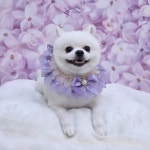 하이멍 애견미용실&애견호텔