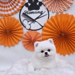 하이멍 애견미용실&애견호텔