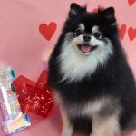 하이멍 애견미용실&애견호텔