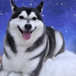 하이멍 애견미용실&애견호텔