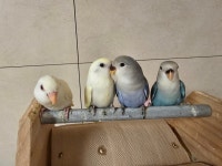 리프패럿 평택점