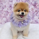 하이멍 애견미용실&애견호텔