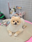 멍보드레