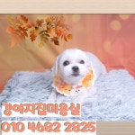 강아지집미용실