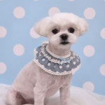 하이멍 애견미용실&애견호텔