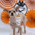 하이멍 애견미용실&애견호텔