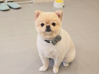 메리몰펫샵 안락점
