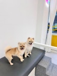 스마일댕댕