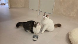 고양이호텔캣블리쎄