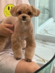 다올펫애견미용실