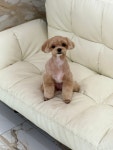 다올펫애견미용실