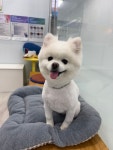 솜솜 애견미용