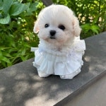 부산강아지분양 퍼피몰리