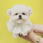 부산강아지분양 퍼피몰리