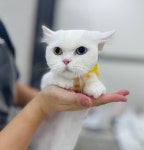 W 고양이미용센터 부평