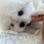 부산강아지 퍼피몰리