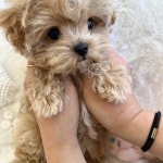 부산강아지 퍼피몰리