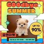 유앤미펫 강아지분양 고양이분양 용인점