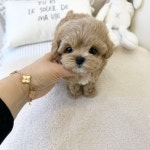 부산강아지 퍼피몰리