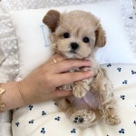 부산강아지 퍼피몰리