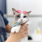 W 고양이미용센터 부평