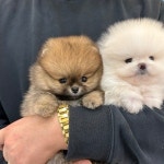 부산강아지분양 퍼피몰리