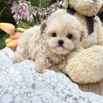 부산강아지 퍼피몰리