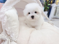 부산강아지 퍼피몰리