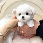 부산강아지 퍼피몰리