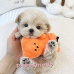 부산강아지 퍼피몰리