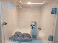 펫샵 개스트하우스