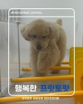프릿토핏 긍정강화 애견유치원 안산점