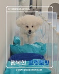 프릿토핏 긍정강화 애견유치원 안산점